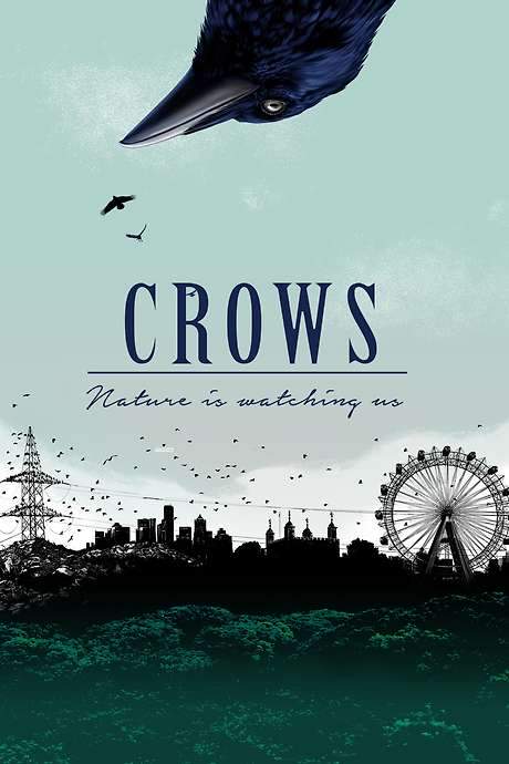 Crows - Nature Is Watching Us